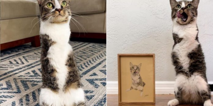 Vídeo de um gatinho com apenas duas patas faz sucesso na internet