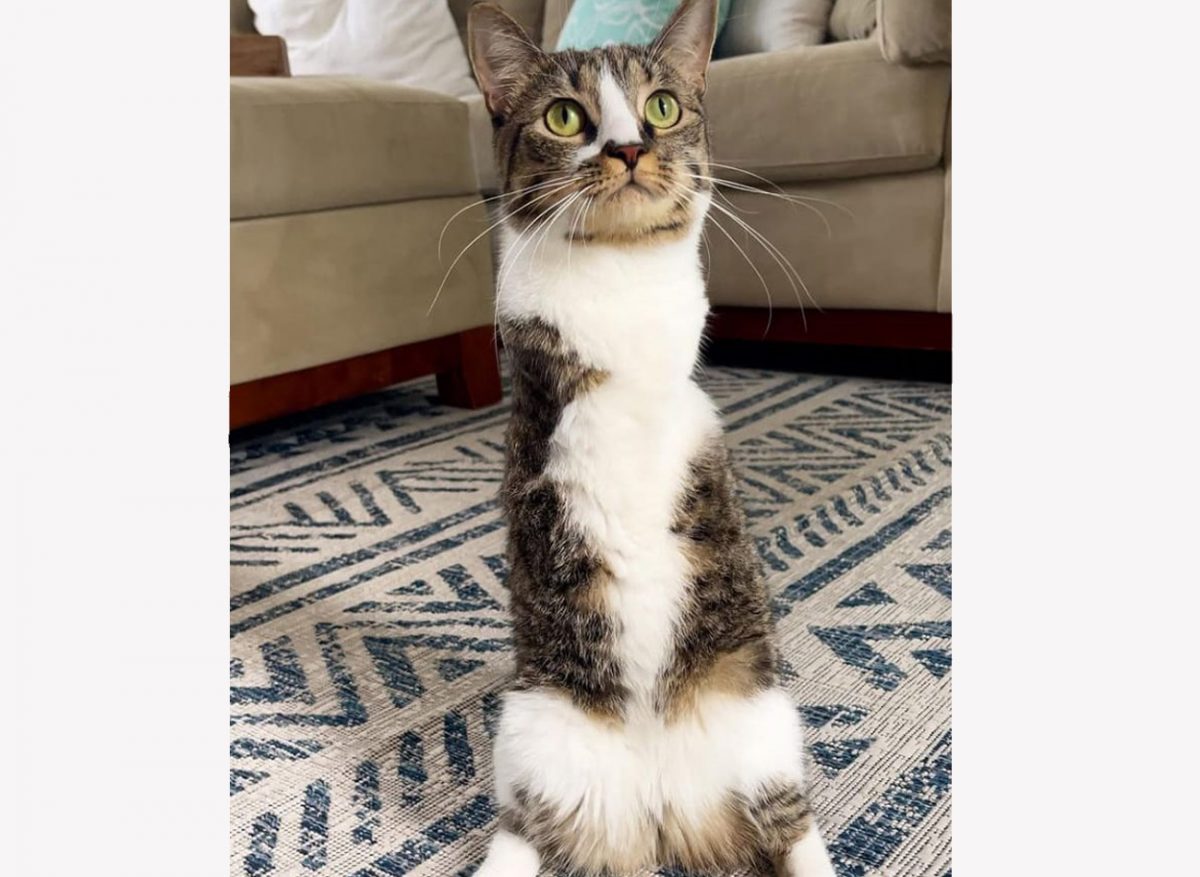 revistapazes.com - Vídeo de um gatinho com apenas duas patas faz sucesso na internet