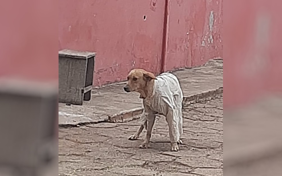 revistapazes.com - Jovem agasalha cachorro de rua por causa do frio e foto viraliza nas redes socias