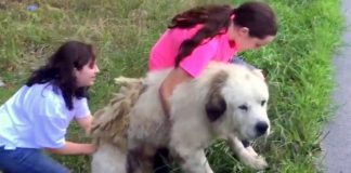 Cão gigante é abandonado em estrada e adotado por família que passou no local