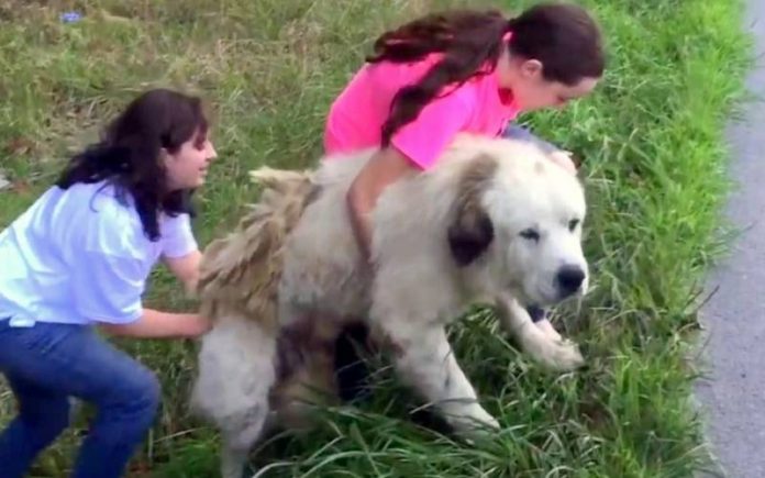 Cão gigante é abandonado em estrada e adotado por família que passou no local
