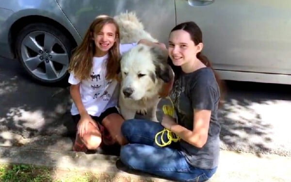 Cão gigante é abandonado na estrada e adotado por família que passava no local