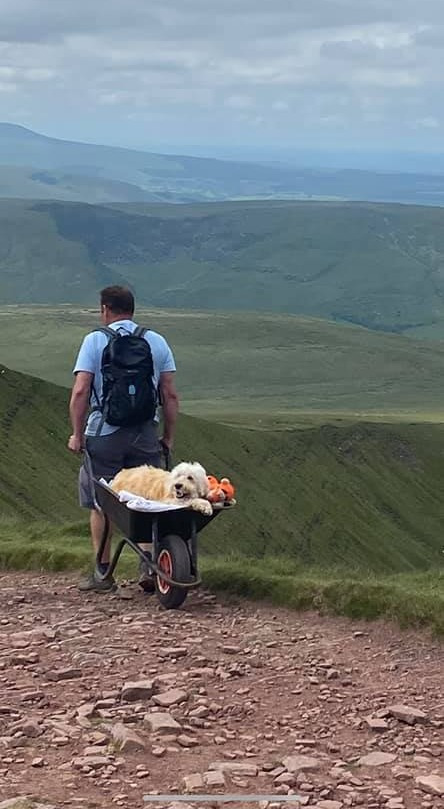 revistapazes.com - Dono carrega seu cachorrinho com leucemia até pico de montanha em última aventura juntos: 'Fiel companheiro'