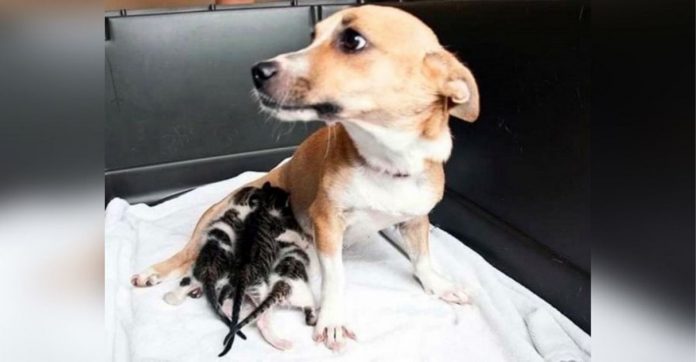 Cadela de rua que perdeu ninhada ‘adota’ gatinhos recém-nascidos que ficaram órfãos