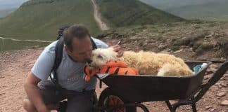Dono carrega seu cachorrinho com leucemia até pico de montanha em última aventura juntos: ‘Fiel companheiro’