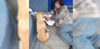 Morador de rua é ‘flagrado’ compartilhando a única comida que tinha com seu cachorrinho