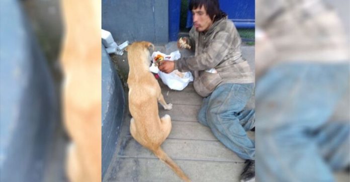 Morador de rua é ‘flagrado’ compartilhando a única comida que tinha com seu cachorrinho