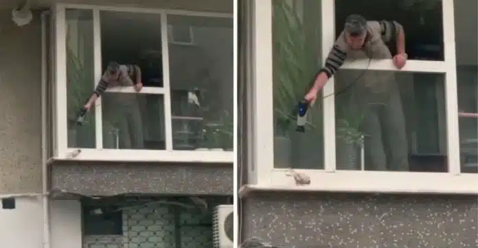 Desconhecido usa secador para aquecer pombo que tremia de frio na janela de sua casa