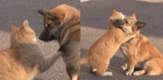 Gato de rua abraça cachorrinho que foi abandonado pelos donos: ‘Exemplo de empatia’