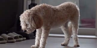 Cãozinho traumatizado se recusa a dormir com medo de ser abandonado pelos novos donos