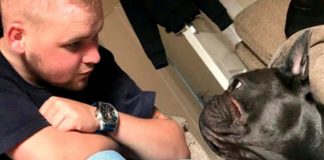 Cachorrinho falece 15 minutos depois do tutor, de 25 anos, vítima de um câncer cerebral