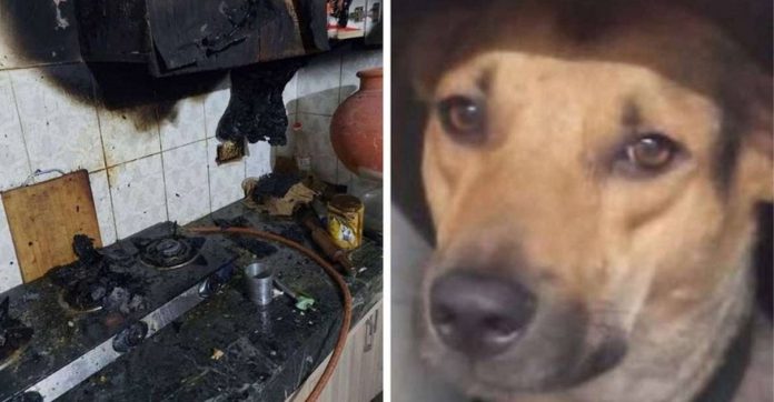 Cachorrinho resgatado das ruas salva família inteira que o adotou de incêndio na Índia