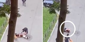 Homem protege seu cãozinho idoso com o próprio corpo contra ataque de pit bulls