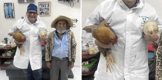 Um camponês idoso pagou uma operação de próstata com duas  galinhas: “eu não tinha dinheiro suficiente”