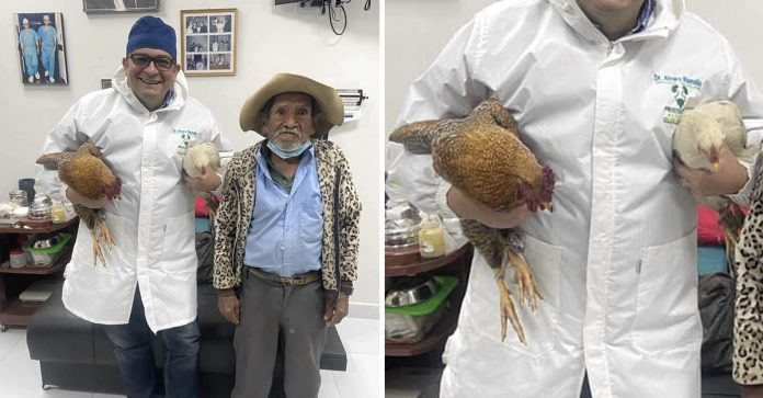 Um camponês idoso pagou uma operação de próstata com duas  galinhas: “eu não tinha dinheiro suficiente”