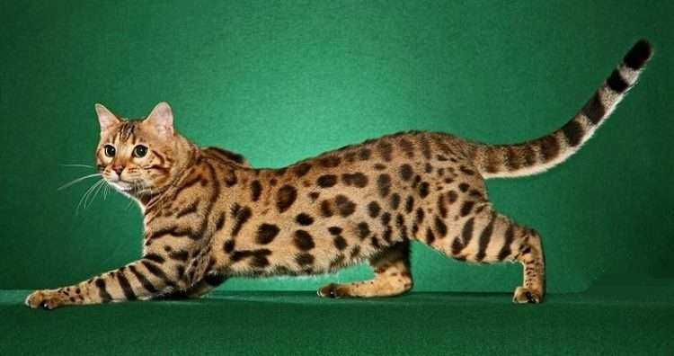 revistapazes.com - As 18 raças de gatos mais caras do mundo - mais caro pode chegar a R$ 110 mil!
