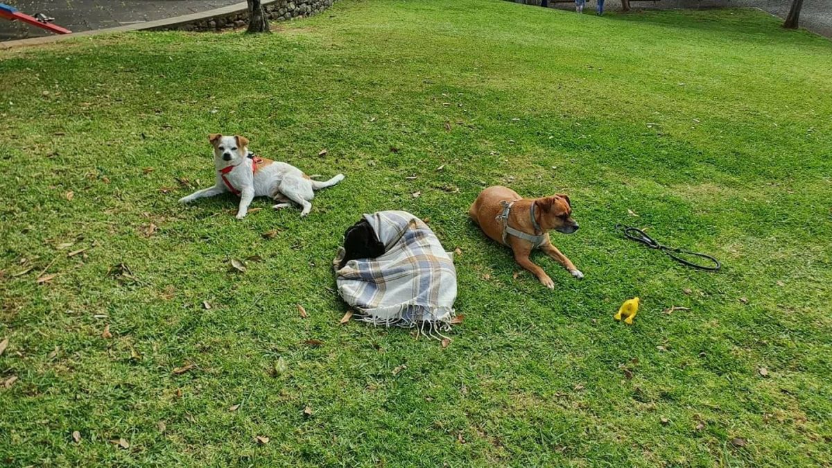 revistapazes.com - ONG leva cachorrinho doente para último passeio no parque horas antes dele falecer