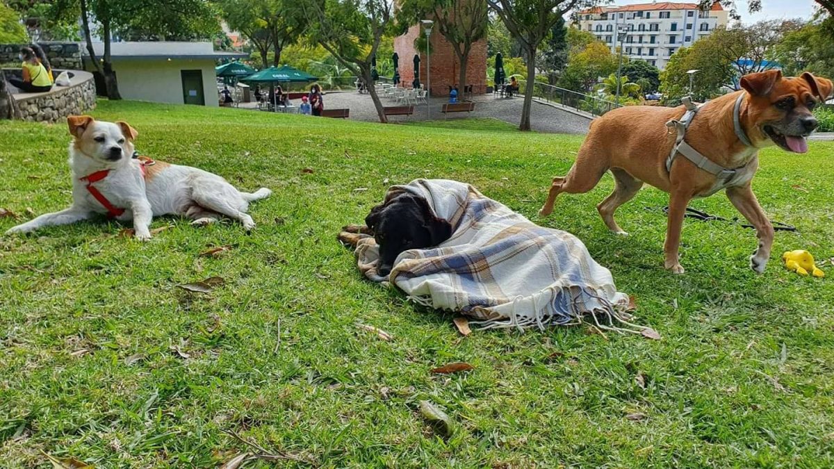 revistapazes.com - ONG leva cachorrinho doente para último passeio no parque horas antes dele falecer