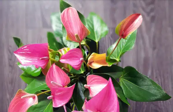 5 plantas 5 DICAS DE PLANTAS PARA SE TER EM CASA