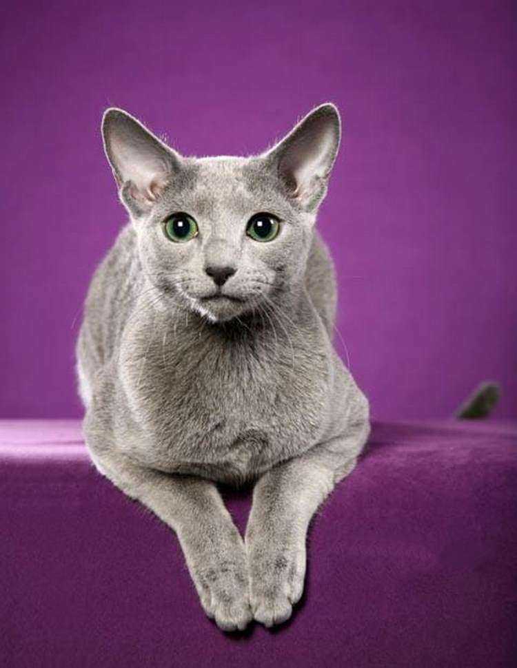 revistapazes.com - As 18 raças de gatos mais caras do mundo - mais caro pode chegar a R$ 110 mil!