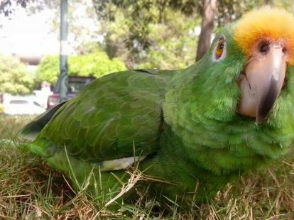 revistapazes.com - Idosa centenária pede ajuda para recuperar papagaio que morou com ela por 50 anos