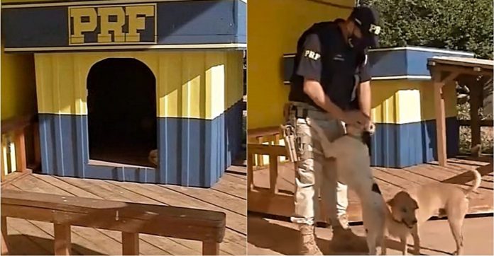 Cachorros adotados por policiais ganham ‘mini-moradias’ construídas por detentos em ressocialização
