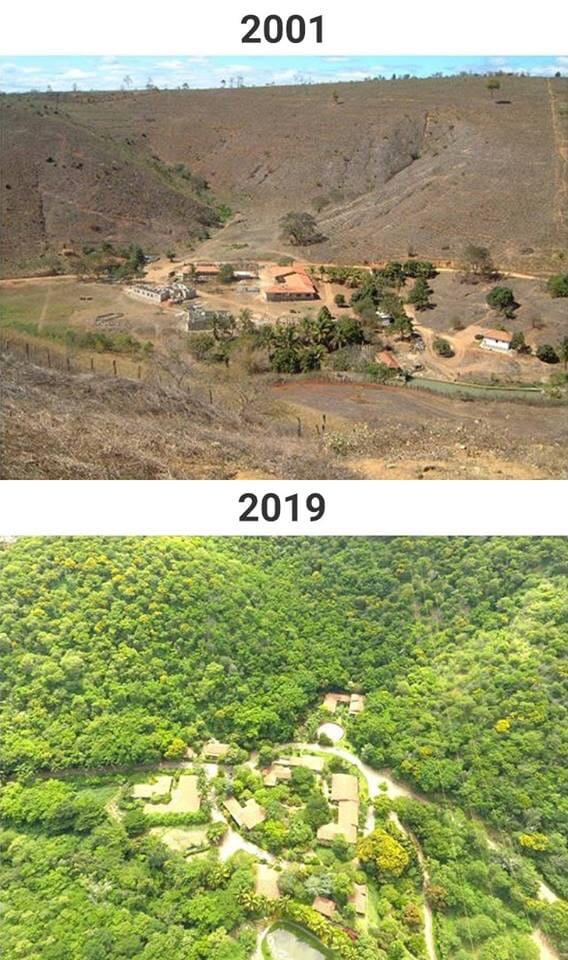 revistapazes.com - Ao longo de vinte anos, casal planta 2 milhões de árvores em área devastada por fogo