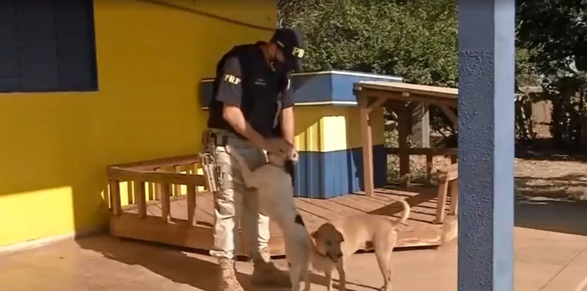 revistapazes.com - Cachorros adotados por policiais ganham 'mini-moradias' construídas por detentos em ressocialização
