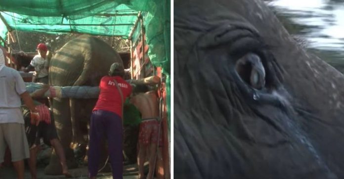 Elefante idoso chora ao descobrir que será libertado do cativeiro; veja o vídeo