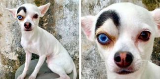 Cachorrinho rouba a cena com heterocromia única nos olhos; veja fotos