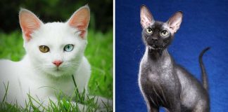 As 18 raças de gatos mais caras do mundo – mais caro pode chegar a R$ 110 mil!