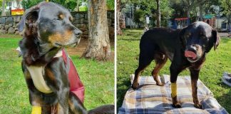 ONG leva cachorrinho doente para último passeio no parque horas antes dele falecer