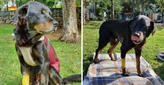 ONG leva cachorrinho doente para último passeio no parque horas antes dele falecer