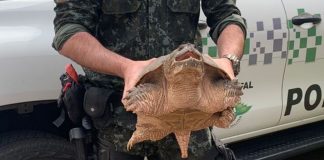 Policiais ambientais de SP encontram tartaruga rara que possui mordida mais potente que a de um leão