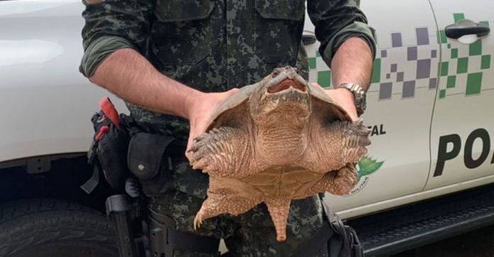 Policiais ambientais de SP encontram tartaruga rara que possui mordida mais potente que a de um leão