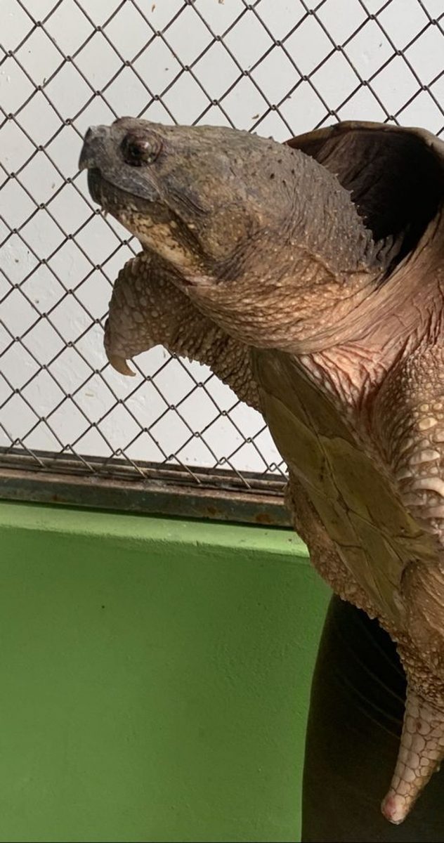 revistapazes.com - Policiais ambientais de SP encontram tartaruga rara que possui mordida mais potente que a de um leão