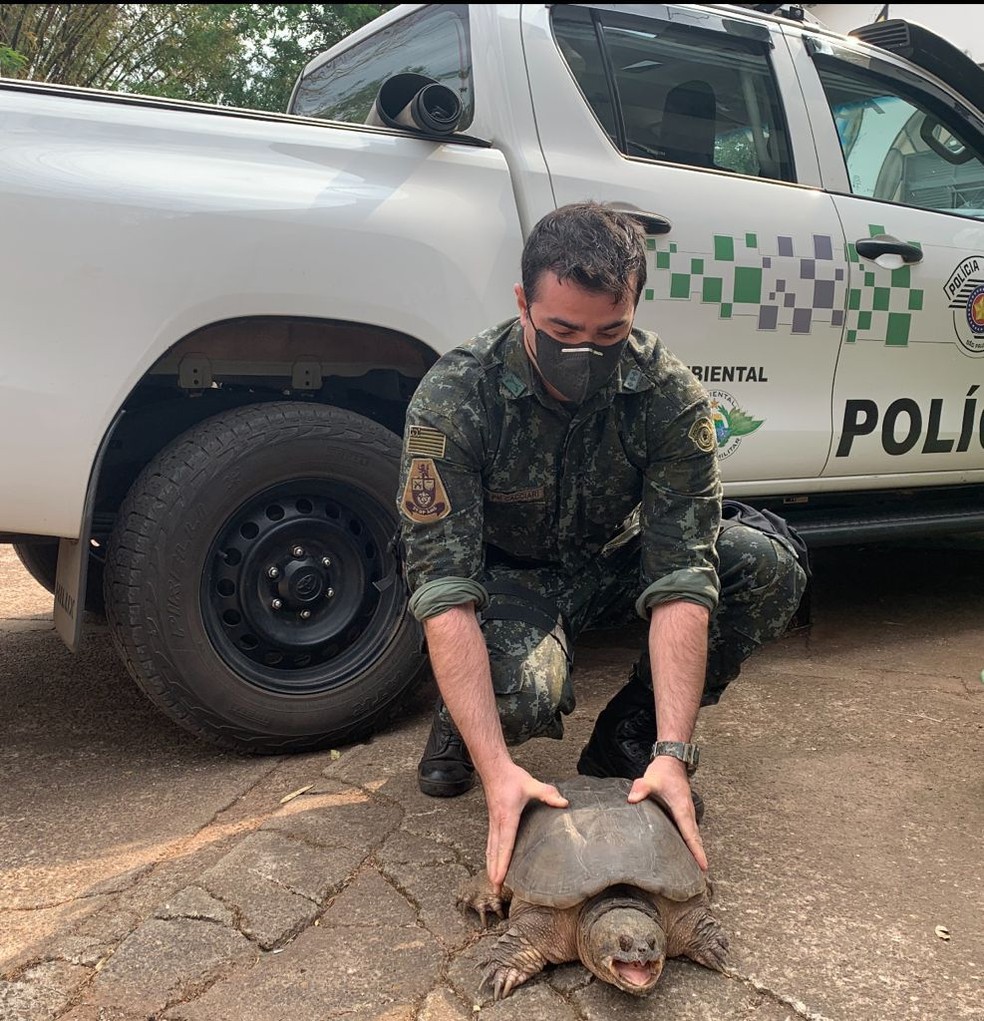 revistapazes.com - Policiais ambientais de SP encontram tartaruga rara que possui mordida mais potente que a de um leão