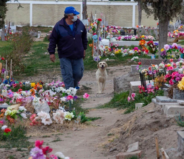 revistapazes.com - Cachorrinho decide 'morar' em cemitério onde seu dono foi enterrado: 'Lealdade até após a morte'