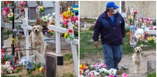 Cachorrinho decide ‘morar’ em cemitério onde seu dono foi enterrado: ‘Lealdade até após a morte’