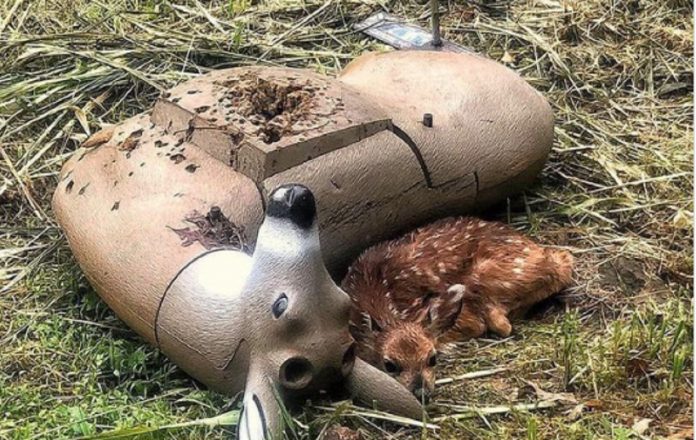 Filhote cervo órfão confunde manequim de tiro ao alvo com sua mãe