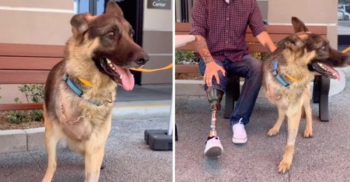 Cachorrinho que teve perna amputada é adotado por homem que também perdeu uma perna