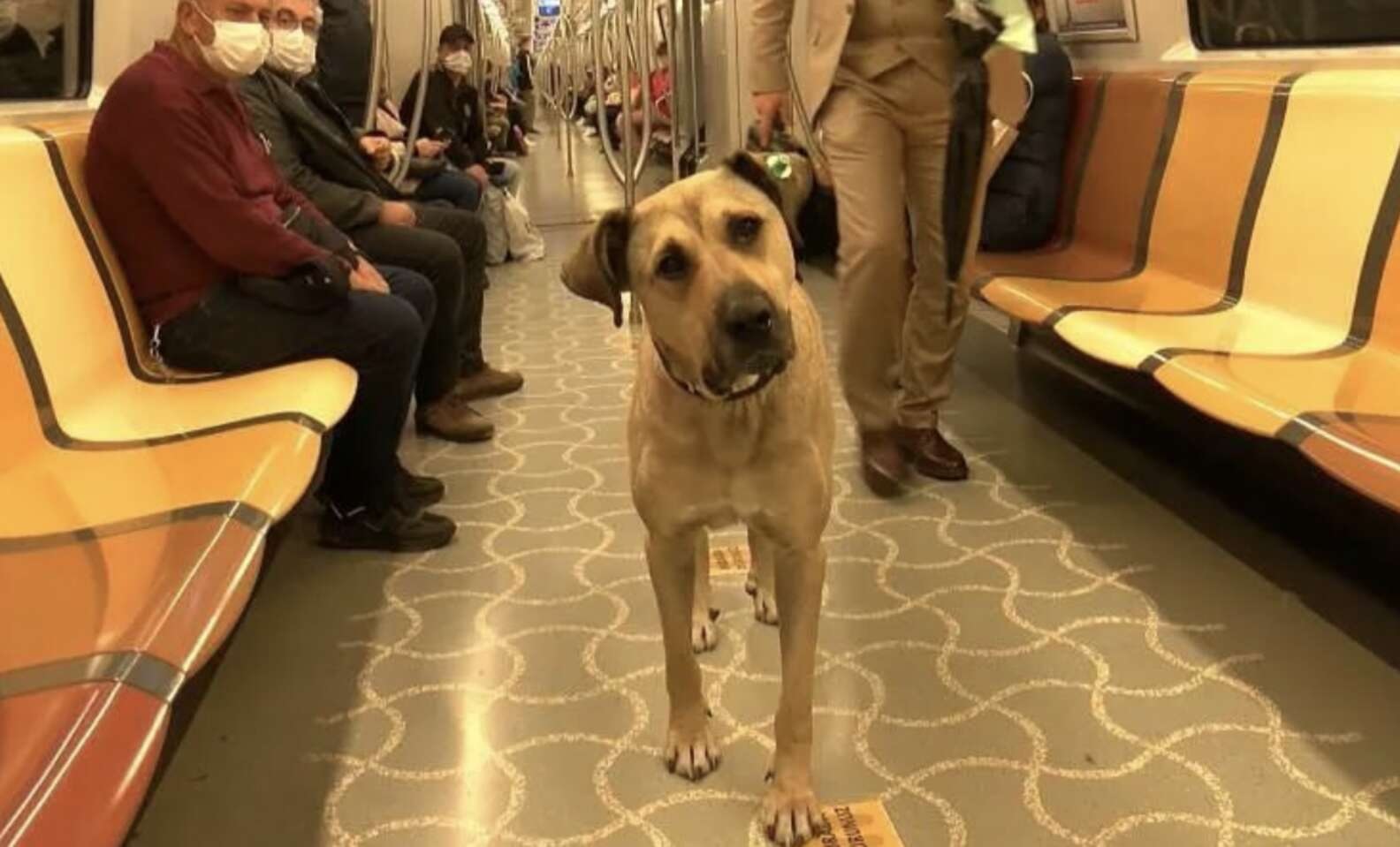 revistapazes.com - Cachorrinho 'perdido' pega o metrô sozinho todos os dias na Turquia [VIDEO]