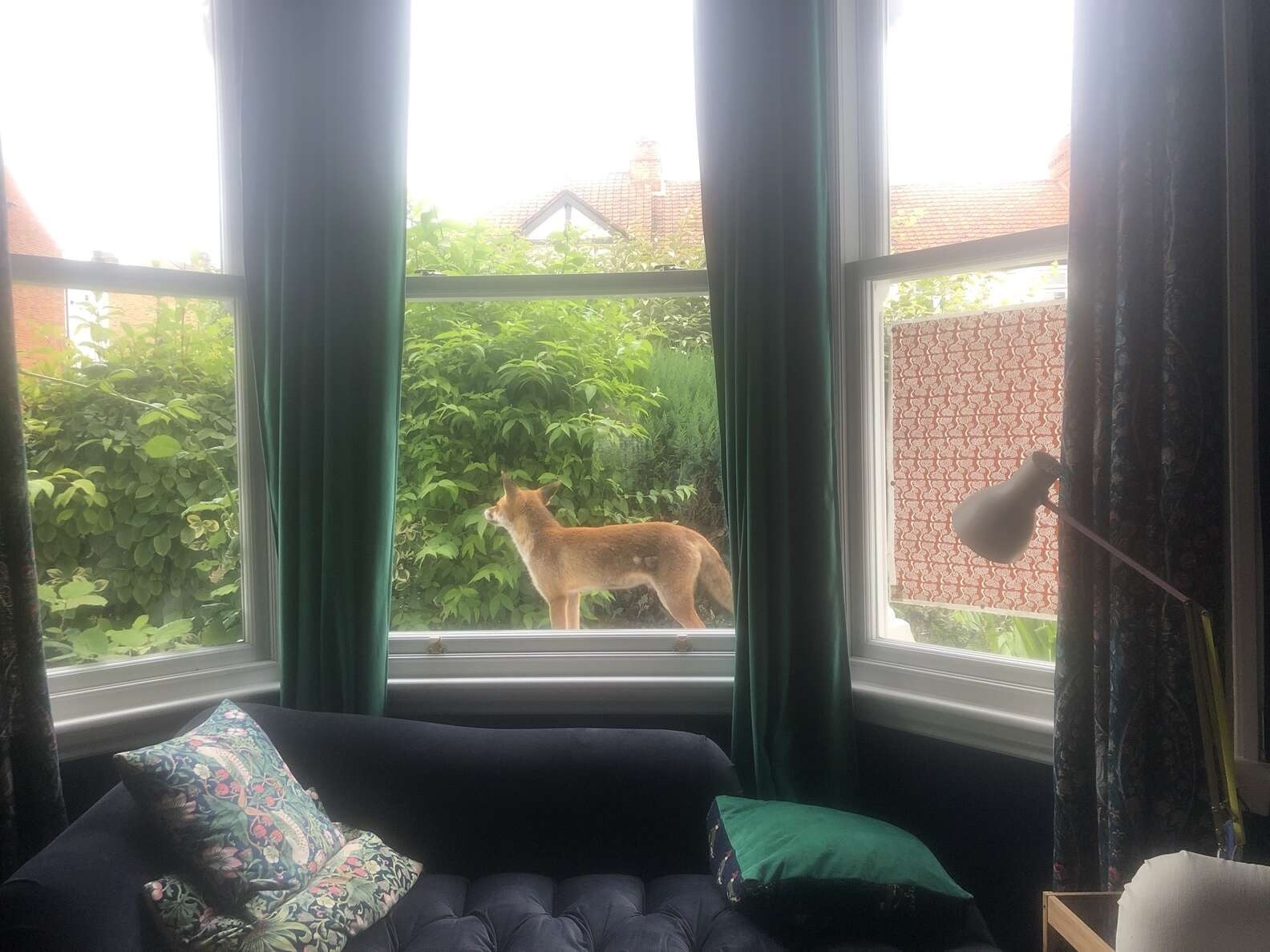 revistapazes.com - Raposa selvagem faz amizade com gatinho através da janela de casa; veja o vídeo