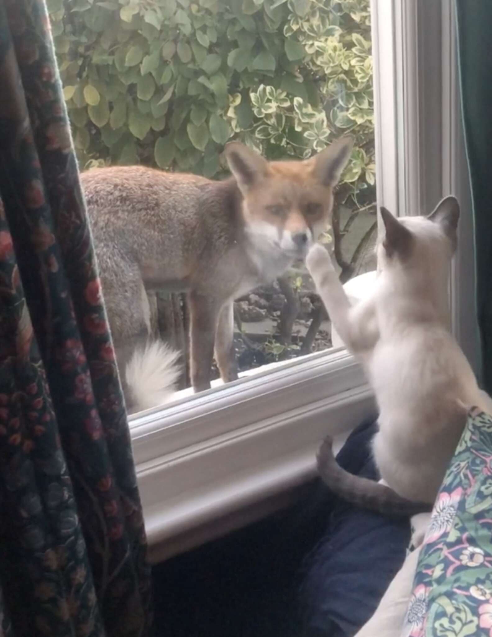 revistapazes.com - Raposa selvagem faz amizade com gatinho através da janela de casa; veja o vídeo