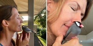 Pássaro resgatado visita a família que o ajudou todos os dias para receber um chamego