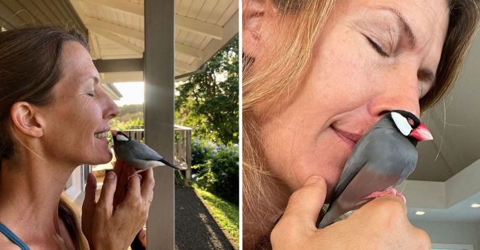 Pássaro resgatado visita a família que o ajudou todos os dias para receber um chamego