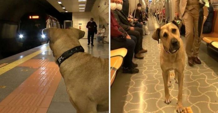 Cachorrinho ‘perdido’ pega o metrô sozinho todos os dias na Turquia [VIDEO]