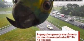 Papagaio ‘curioso’ aparece em câmera de monitoramento da BR-116, no Paraná [VÍDEO]