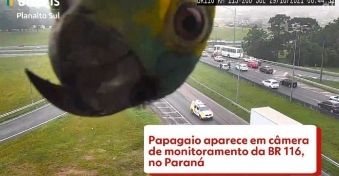 Papagaio ‘curioso’ aparece em câmera de monitoramento da BR-116, no Paraná [VÍDEO]