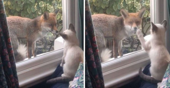 Raposa selvagem faz amizade com gatinho através da janela de casa; veja o vídeo